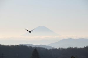 佳作　初春の富士山とオオワシ