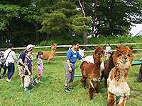 Yatsugatake Alpaca Farm