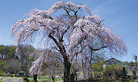 Tour of Fujimi's ancient stone deities