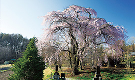 Tour of Fujimi's ancient stone deities