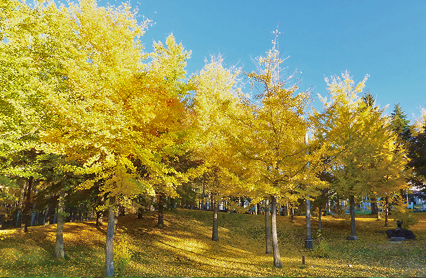 Yatsugatake's ancient trail ablaze with autumn colors