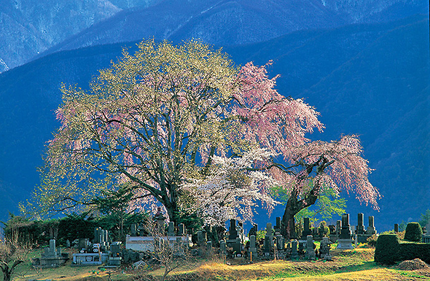 Tour of ancient weeping cherry trees in Shinano-Sakai