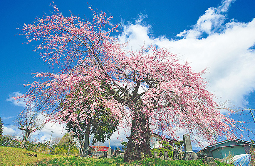 Tour of ancient weeping cherry trees in Shinano-Sakai