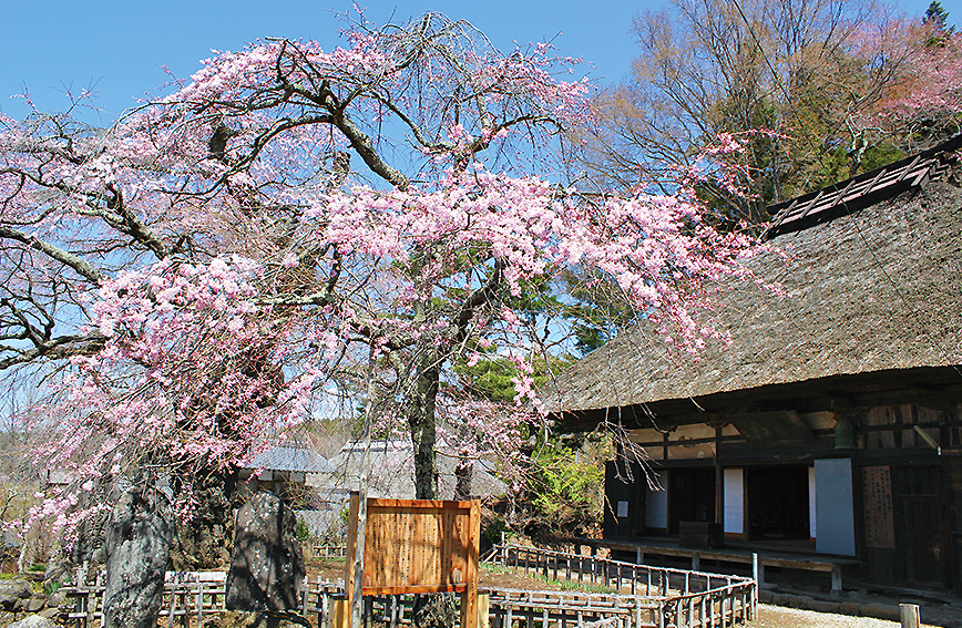 Tour of ancient weeping cherry trees in Shinano-Sakai
