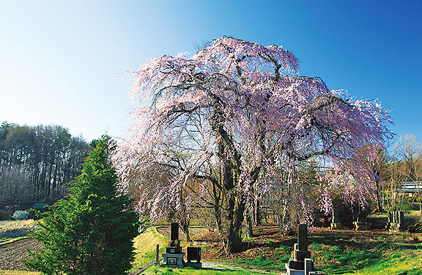 Tour of ancient weeping cherry trees in Shinano-Sakai