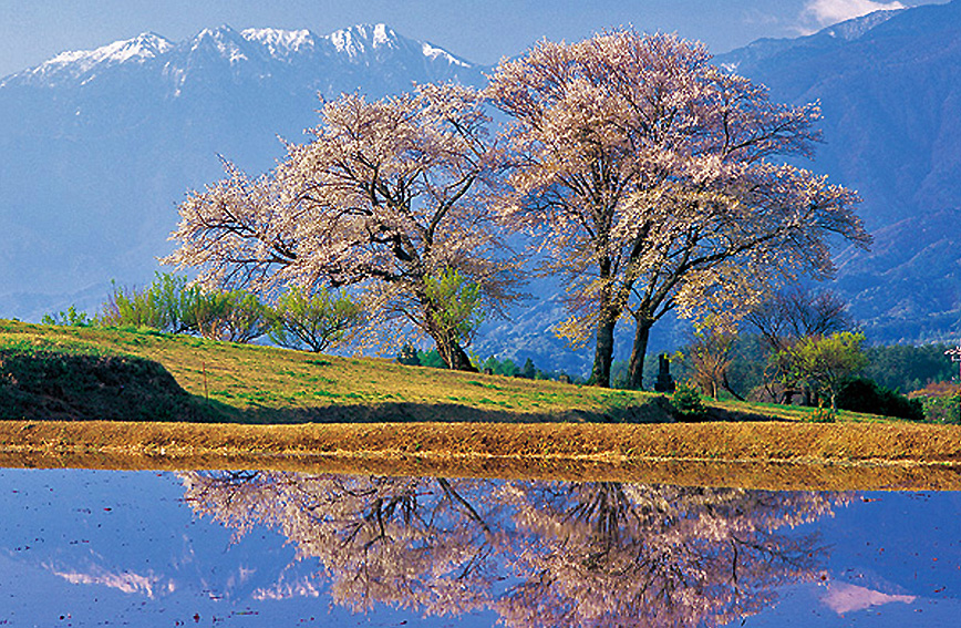 Tour of ancient weeping cherry trees in Shinano-Sakai