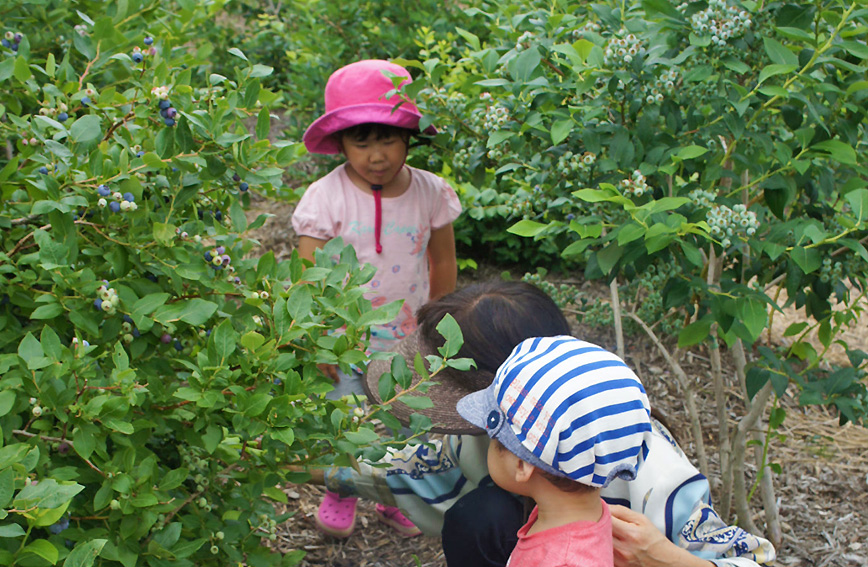 Blueberry Harvesting