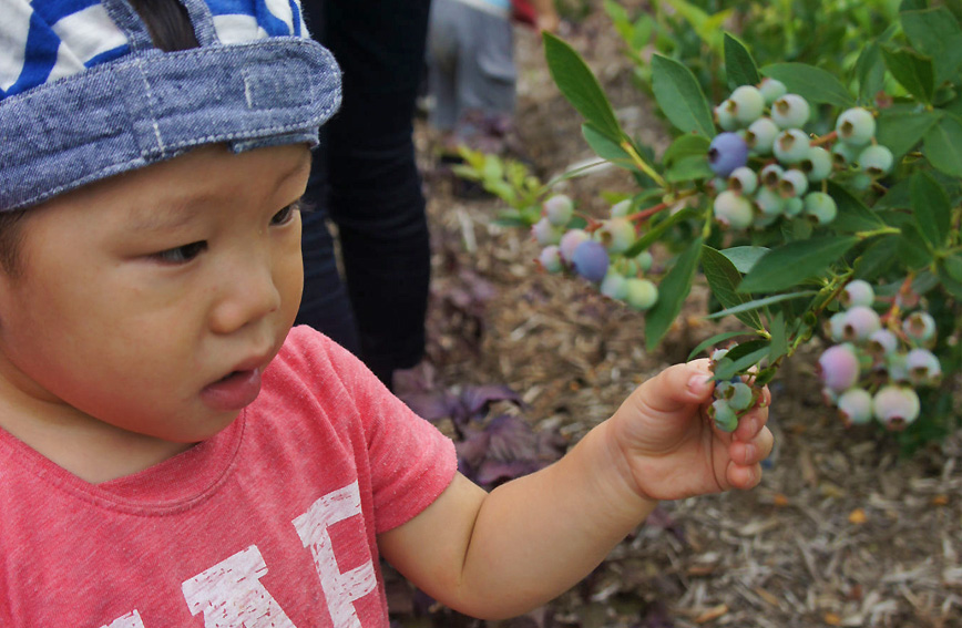 Blueberry Harvesting