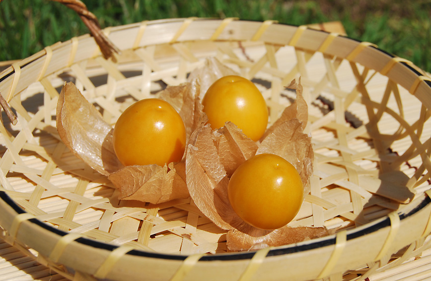 Goldenberry harvesting