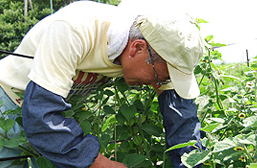 Goldenberry harvesting