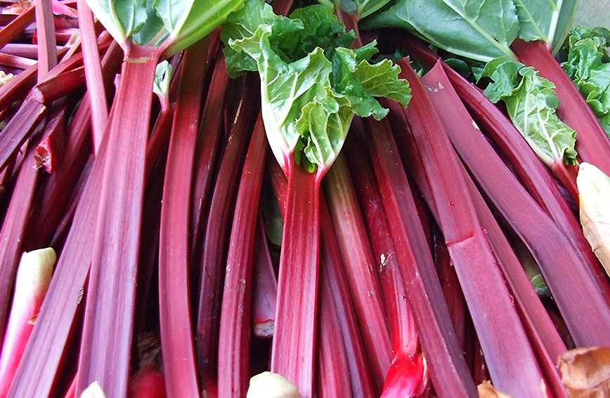 Harvesting crimson red rhubarb