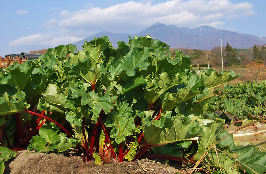 Harvesting crimson red rhubarb