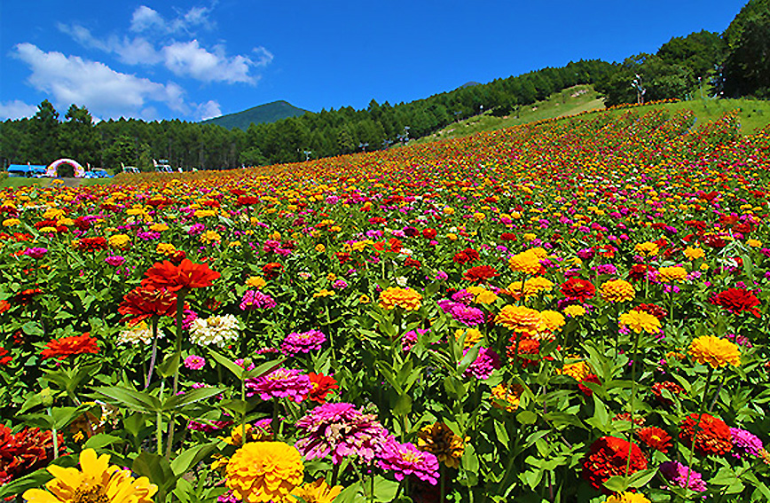 Fujimi Kogen Hana-no-Sato Flower Garden