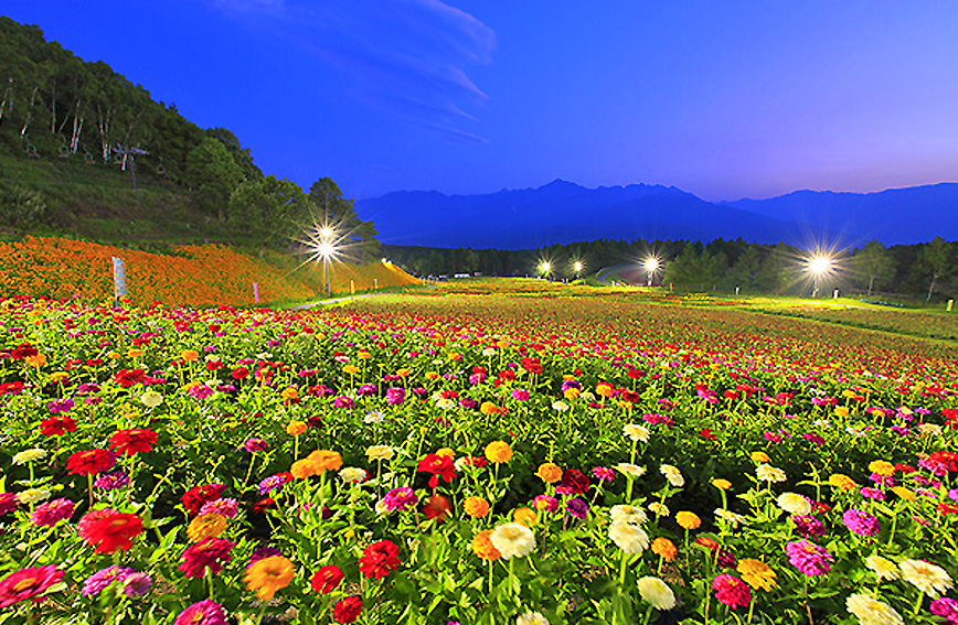 Fujimi Kogen Hana-no-Sato Flower Garden