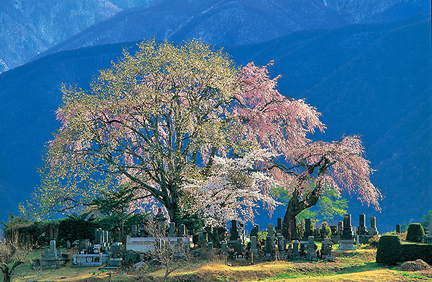 Fujimi's cherry blossoms