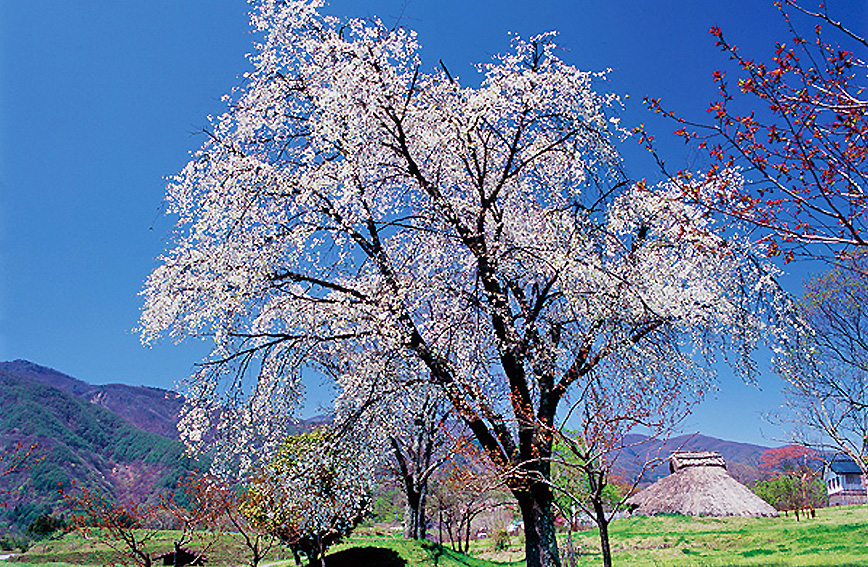 Fujimi's cherry blossoms