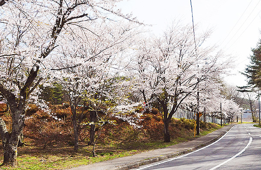 Fujimi's cherry blossoms