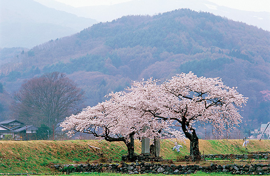 Fujimi's cherry blossoms