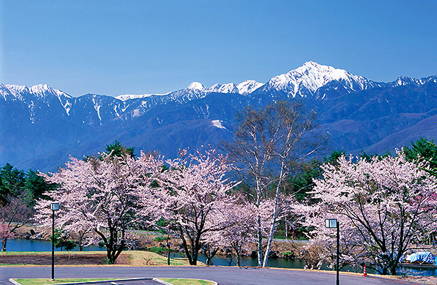 Fujimi's cherry blossoms