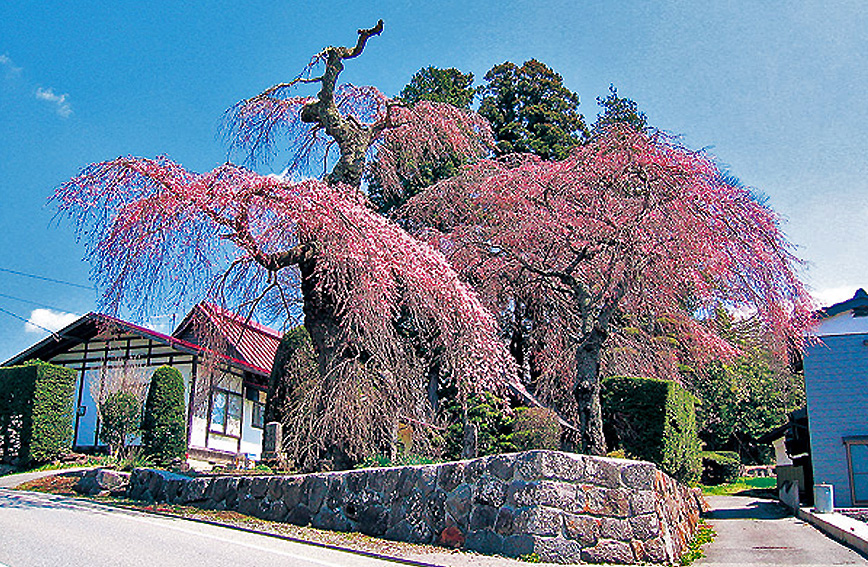 Fujimi's cherry blossoms