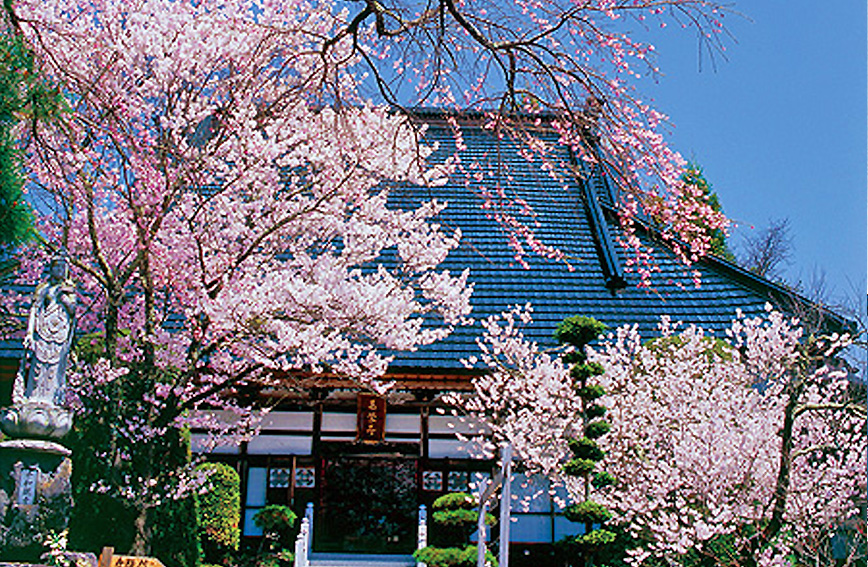 Fujimi's cherry blossoms