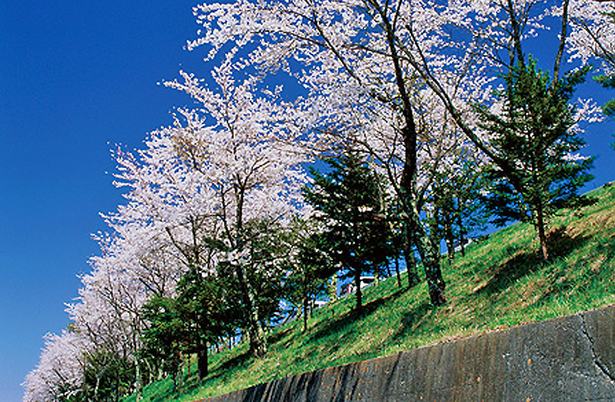 Fujimi's cherry blossoms