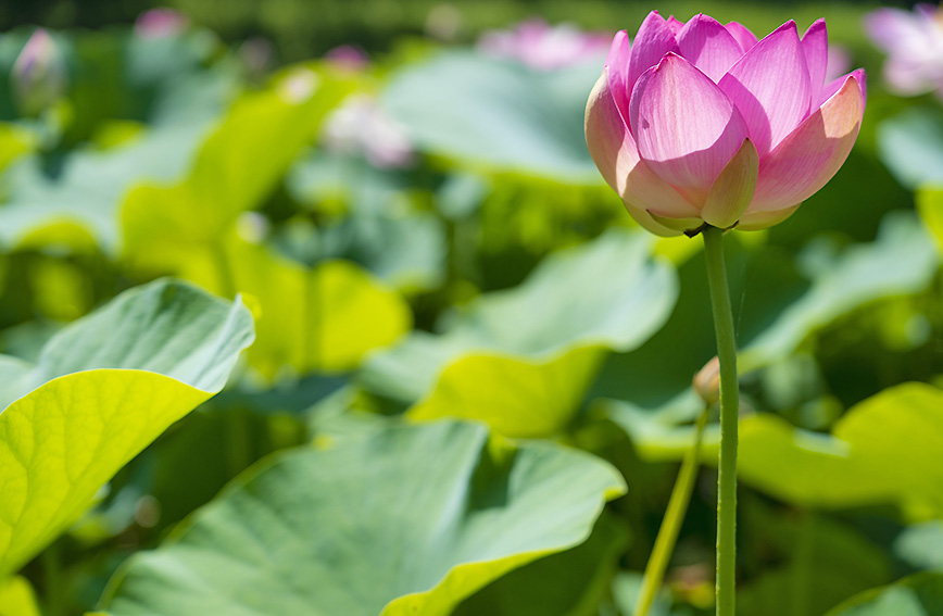 Tour of Ancient Oga lotus and Idojiri Jomon relics