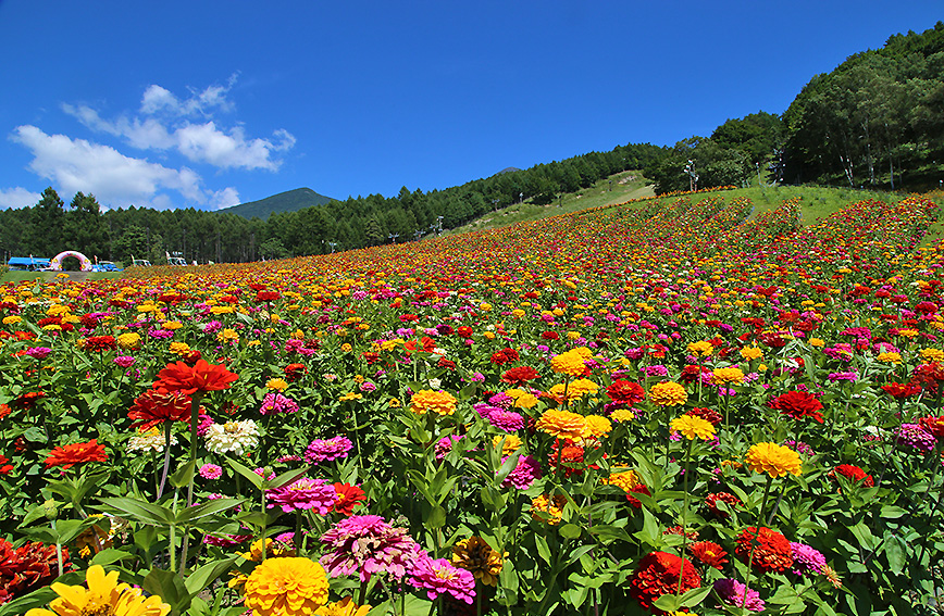 Touring Yatsugatake's hidden gems and the flower garden at the elevation of 1,420m