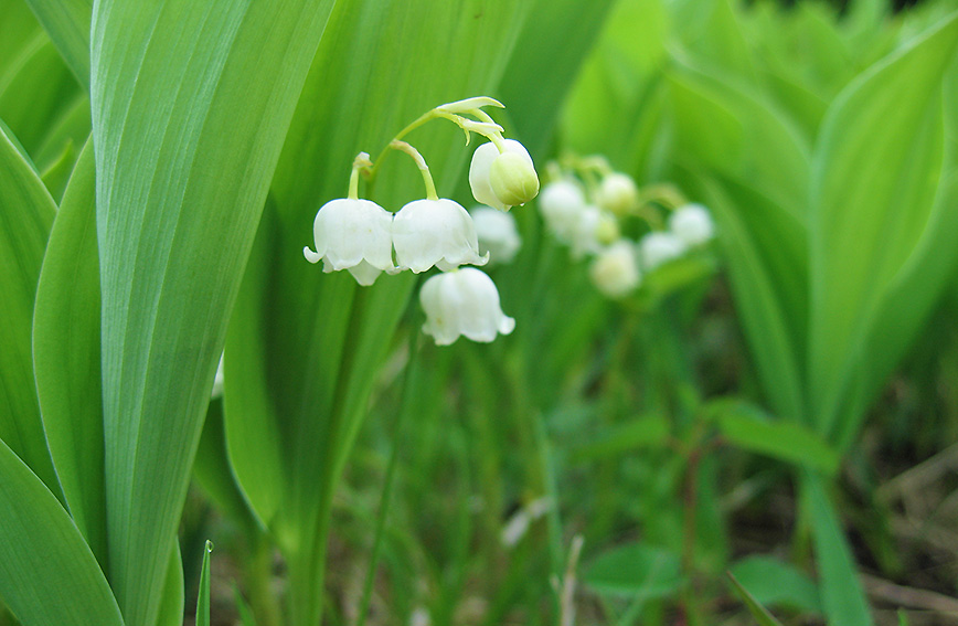 Trekking Nyukasa Marsh and Mt. Nyukasa to discover 100+ species of alpine flowers from spring to autumn