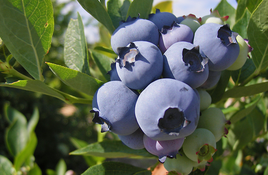 Blueberry Harvesting