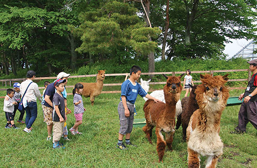 Play with the farm animals