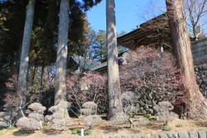 三光寺梅の花