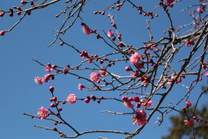 梅の花拡大