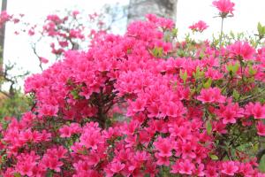 赤いつつじの花
