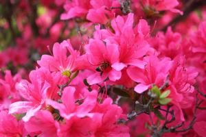 つつじの花アップ