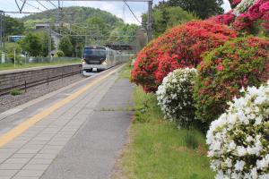 特急あずさとつつじの花