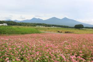 八ヶ岳部門【佳作】「赤そばの花と八ヶ岳」