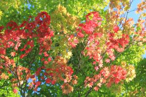 役場前の紅葉