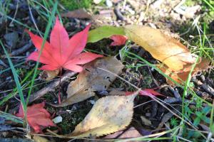 紅葉した落ち葉