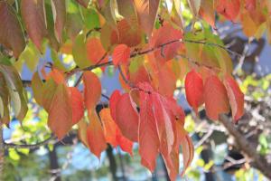 桜の紅葉