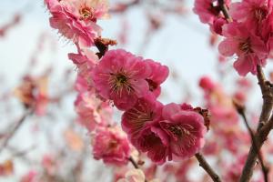 紅梅の花