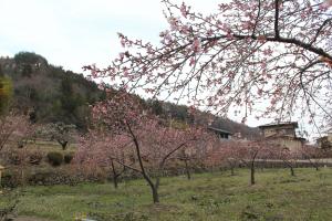 河津桜