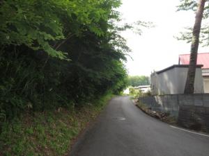 道路に張り出した木々