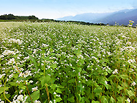 自然栽培された蕎麦粉