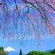 富士山の春