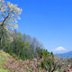 富士山の春