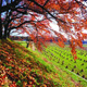 里の秋（本郷小学校下の紅葉と里山の風景）