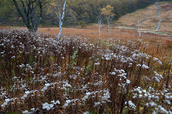 長野日報賞「草紅葉の湿原」 河合 建