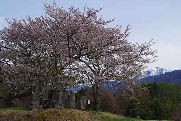 佳作「乙事の供養塔に咲く桜と甲斐駒ヶ岳」 岡野 裕