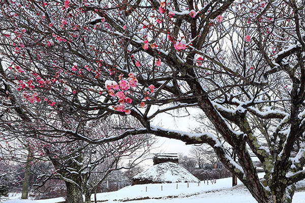 佳作「雪化粧の紅梅」小口照人